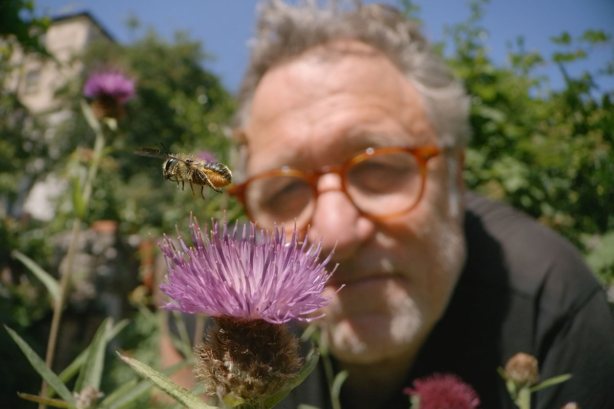 A man, out of focus, watches a honeybee hovering above a purple flower.