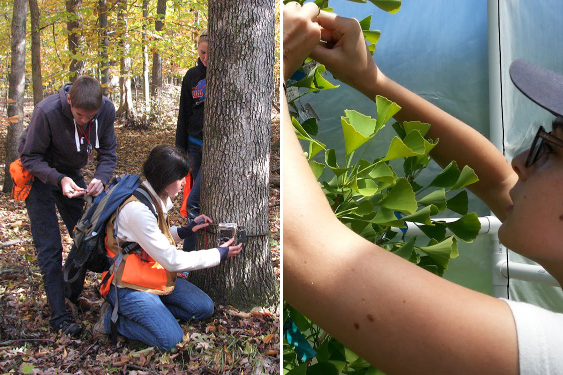 Two images side by side: on the left, three people place a trail camera on the trunk of a tree in a forest. On the right, a person examines the green leaves of a ginkgo tree.