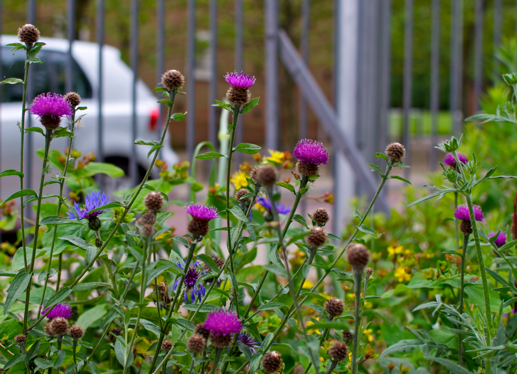Cultivating Community: Gardening as Practice