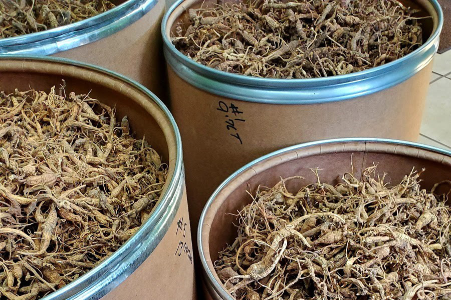 Four cardboard barrels full to the brim with brown, wrinkly, dried ginseng root.