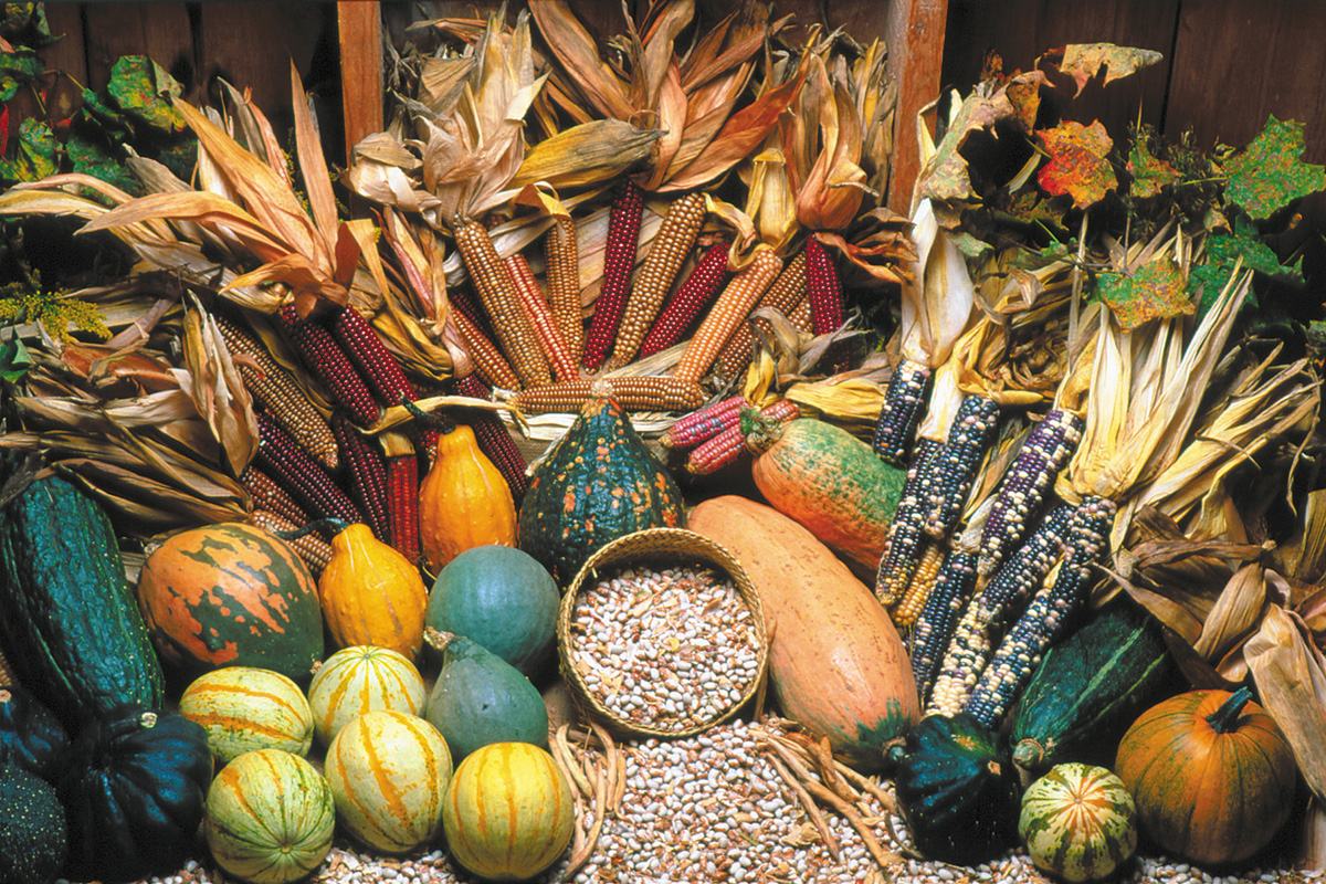 Photo of a pile of dried corn, various shapes of squash, and beans pouring out of a basket, all in autumnal shades of brown, orange, green, and yellow.