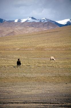 Camels graze near Kashgar