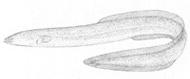 American Eel