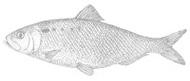 American Shad