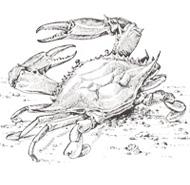 Blue Crab