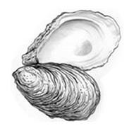Eastern Oyster
