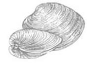 Hard Clam