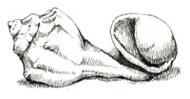 Whelk