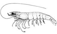 Shrimp