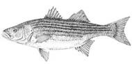 Striped Bass