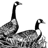 Canada Goose