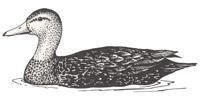 American Black Duck