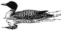 Loon