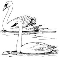 Tundra Swan