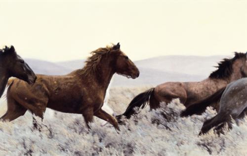 Honest Horses, an exhibition of original hand-painted photographs and narratives about wild horses in the Great Basin, toured regionally and nationally thanks to the Arts and Rural Community Assistance Initiative.
