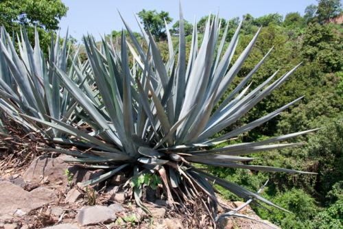 The blue agave plant used in making tequila.