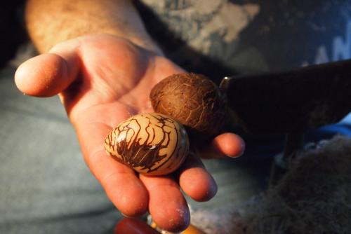 tagua