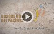 Introduction to the Pacific Rainforest