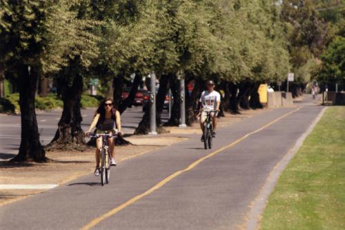 In 2005, the campus grounds manager realized the cost-effectiveness of making oil from the more than two thousand olive trees on campus, rather than constantly clearing the paths to save pedestrians and bikers from slipping on fallen olives.