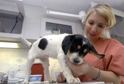 Mississippi State University College of Veterinary Medicine students take a Shelter Medicine elective that provides them with experience in spay/neuter surgeries and humane education.
