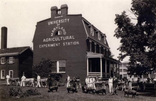 Agriculture experiment stations at land-grant universities were created through the Hatch Act of 1887. One of those, the Maryland Agricultural Experiment Station, hosted a livestock show in 1924.