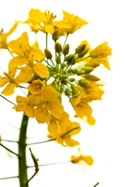 Oil produced from the seeds of the canola plant (pictured) is a potential source of biomass for making aviation fuel. Other potential biofuels comes from the seeds of camelina and rapeseed.