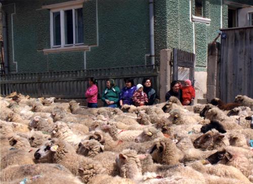 The streets of M&eacute;ra, Transylvania (Romania), are filled with sheep on the occasion of measuring the milk of the sheep, a custom celebrated on the weekend of Saint George&rsquo;s Day (April 24) in 1996.