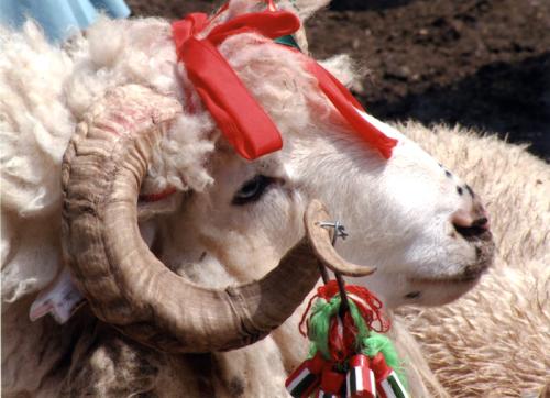 Hungarians raise livestock for consumption&mdash;such as in traditional dishes like mutton stew. They also adorn and display livestock in processions, holidays, and other festive occasions.