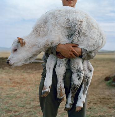 Raising sheep, yaks, and goats on the Siberian steppe is so central to Tuvan life that the vocabulary for livestock is embedded with detailed information about each animal&rsquo;s age, gender, fertility, and coloration.