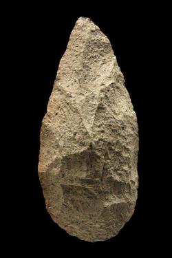 A stone handaxe made by Homo erectus between about 1 million and 750,000 years ago was probably used for animal butchery, woodworking, or digging up roots and tubers.