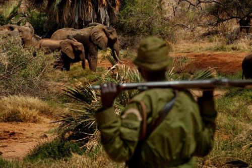 A ranger on patrol in Sera Conservancy encounters a herd of elephants. He is equipped to safeguard wildlife from poachers and others who intend to harm protected natural resources.