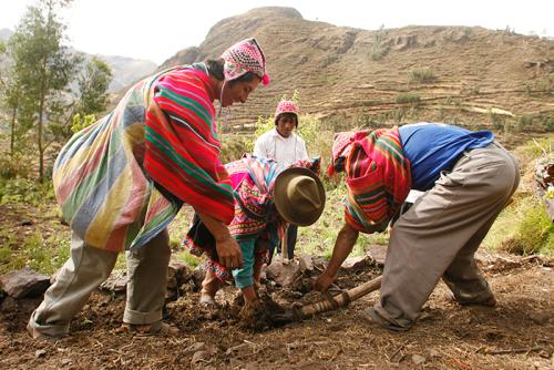 Andean farmers harvest potatoes on their chacra, or family farm.
