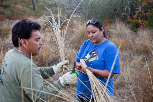 Marta Rodriguez and Abe Sanchez gather deergrass to be used for coiled baskets.
