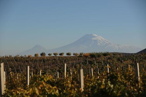The vineyards of Golden Grape ArmAs in Aragatsotn—selected for both the soil and the incredible view of Mount Ararat—started as a field of rocks.