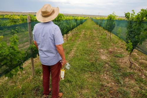 Varuzhan Mouradian, founder of Van Ardi, looks out over one of his young vineyards in Ashtarak.
