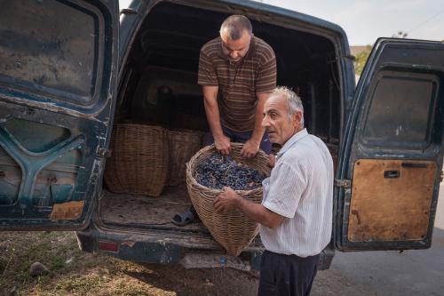Local growers load up the grape harvest to transport to a winery in Vayots Dzor.