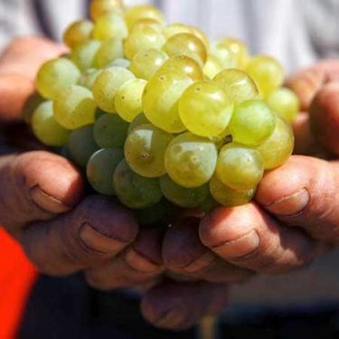History in a Glass: (Re)discovering Armenian Wine