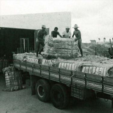 Struggle and Sisal in the Sertao in Brazil