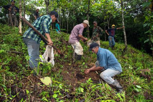 Three men in the foreground plant leafy green plants on a green hillside. Others in the background watch.