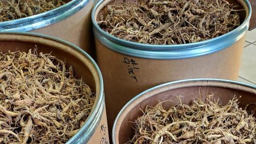 Four large cylindrical bins full of a light brown, gnarly dried root.