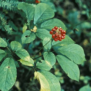 Ginseng plant with green leaves and red berries.