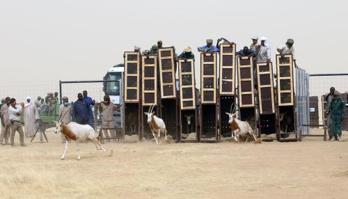 Several antelopes with long, sharp horns are freed from wooden holding pens as a crowd of people watch them run away.