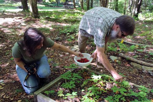 Two people, bent over and kneeling on the ground, harvest red berries into a bowl from short, leafy green plants in a planter bed in a forest.