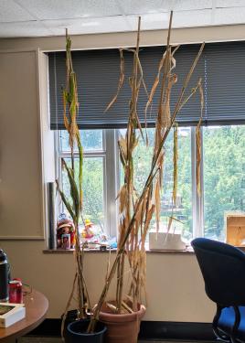 Three pots of corn stalks, partially dried and browned, inside an office room.