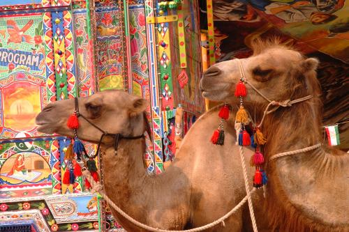 Two camels in front of a brightly colored painting.