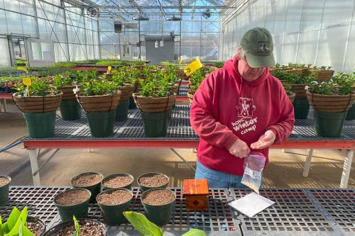 A man in a green cap and red hoodie pulls corn kernels from a Ziploc bag, standing in a brightly lit greenhouse surrounded by potted plants. Next to him are six small pots with only soil.
