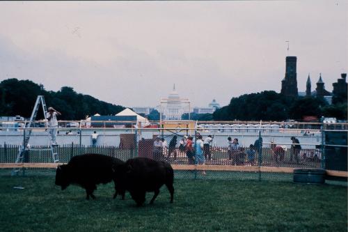 Buffalos on the National Mall