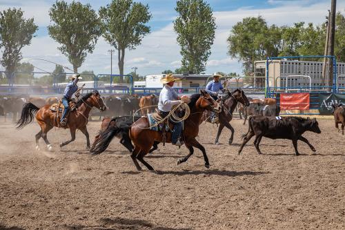Several people ride on horseback in a dirt field, alongside a bull.