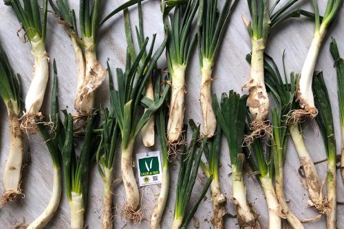 spring onions