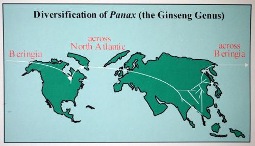 Diversification of ginseng map